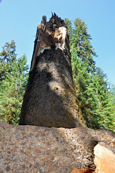 fallen Sitka spruce tree