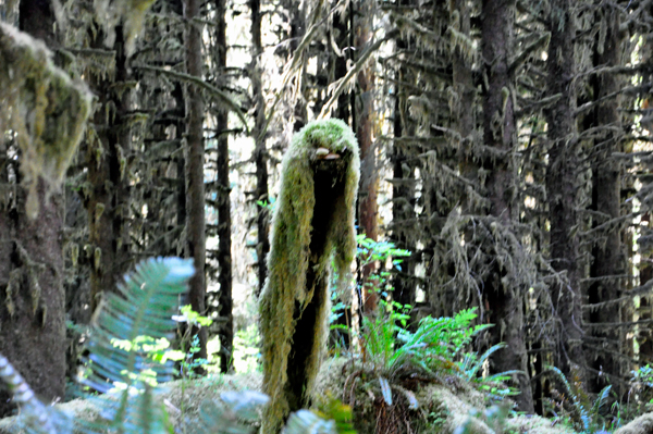 Green Draperies - moss on a tree stump
