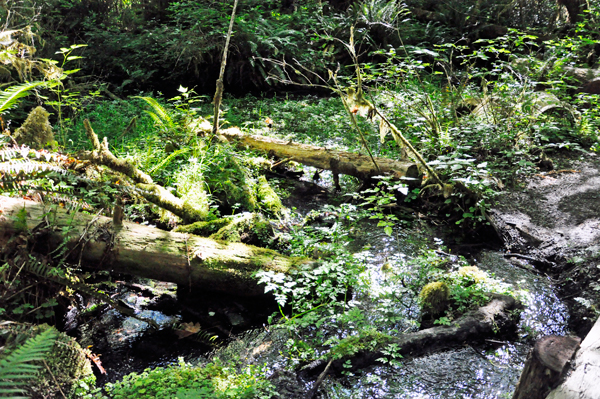 fallen logs in a stream