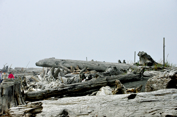 logs on the beach