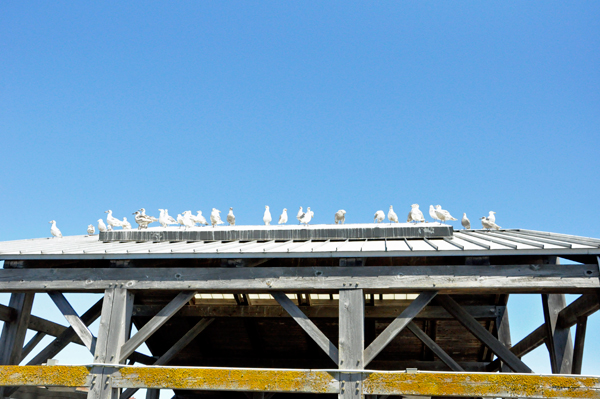 birds on the roof top at the pier