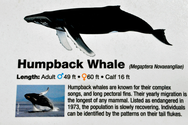 sign abou humpback whales