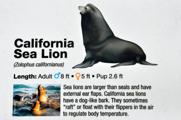 sign about the California sea lion