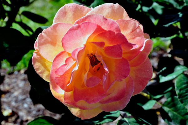 flower in the Rose Gardes area