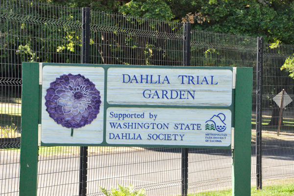 Dahlia Triral Garden sign