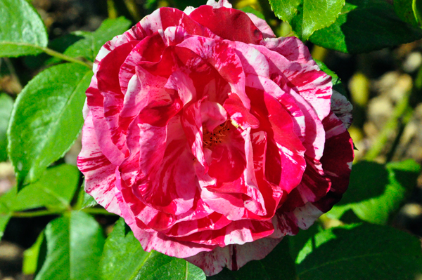 flower in the Rose Garden area