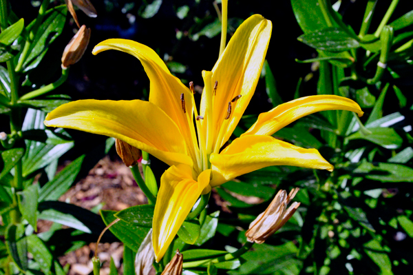 flower in the Botanical Garden