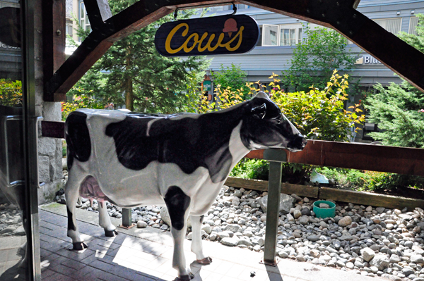 Cows in Whistler Village