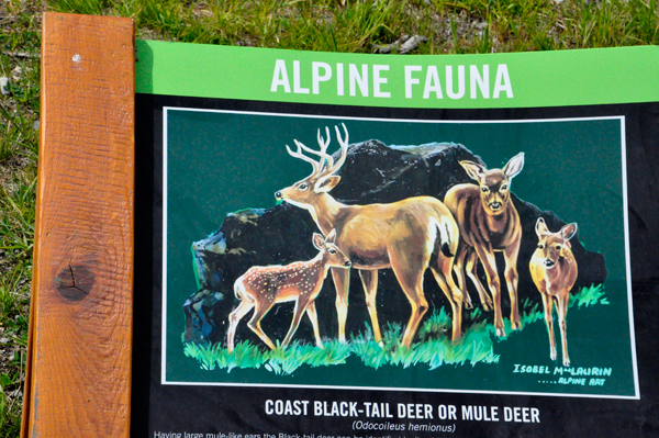 sign about Alpine Fauna