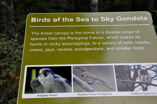 sign: Birds that may be seen here
