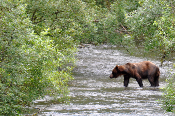 bear crossing river