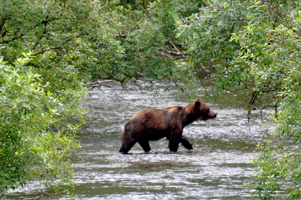 bear crossing river