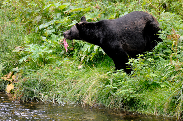 bear eating fish