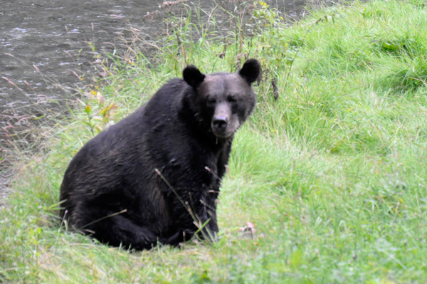 bear sitting in grass