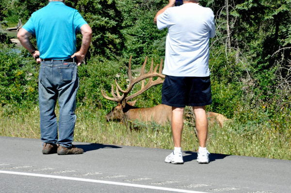 2 jerks near an elk