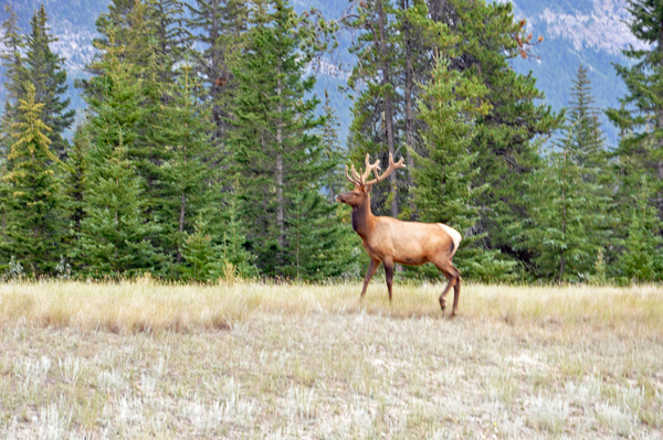 elk near the campground