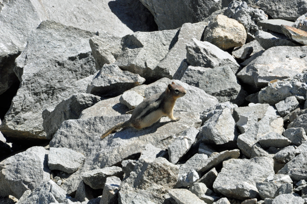 Wildlife on the mountain 2015