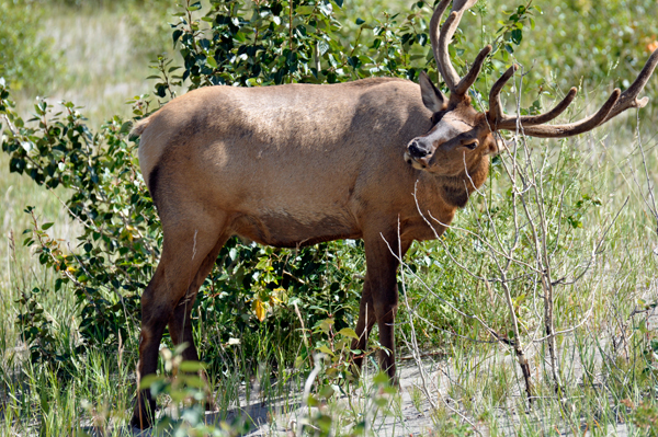 elk by Talbot Lake