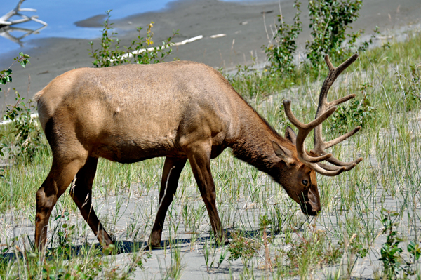 elk by Talbot Lake