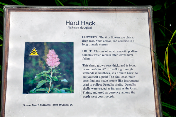 sign about Hard Hack flower