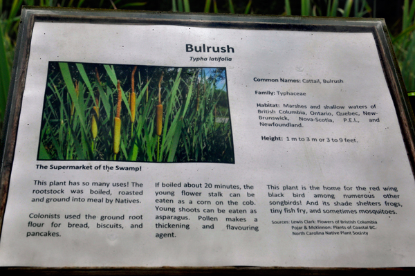 sign about Bulrush