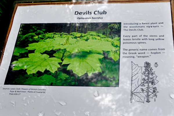 sign about Devils Club flower
