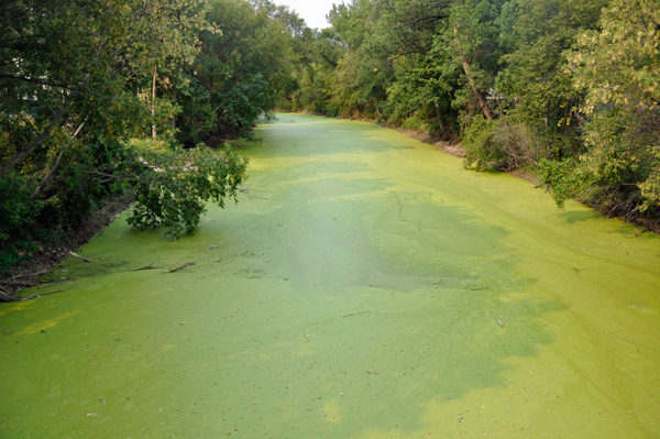 green algae on the river