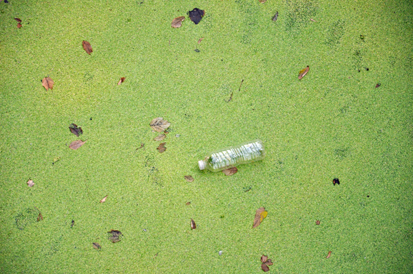 green algae on the river