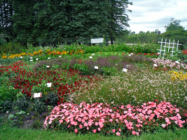 flowers in the Display Garden