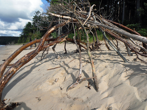 driftwood washed up onto the shoreline