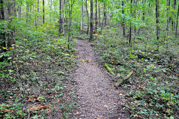 path on the Council of Trees Trail