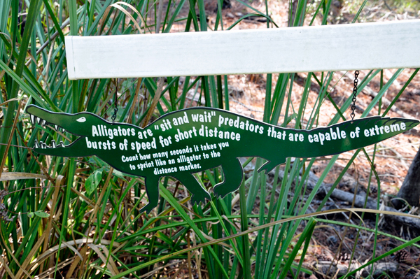 sign about alligators