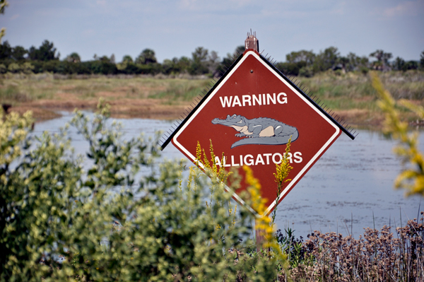 Alligator wanrning sign