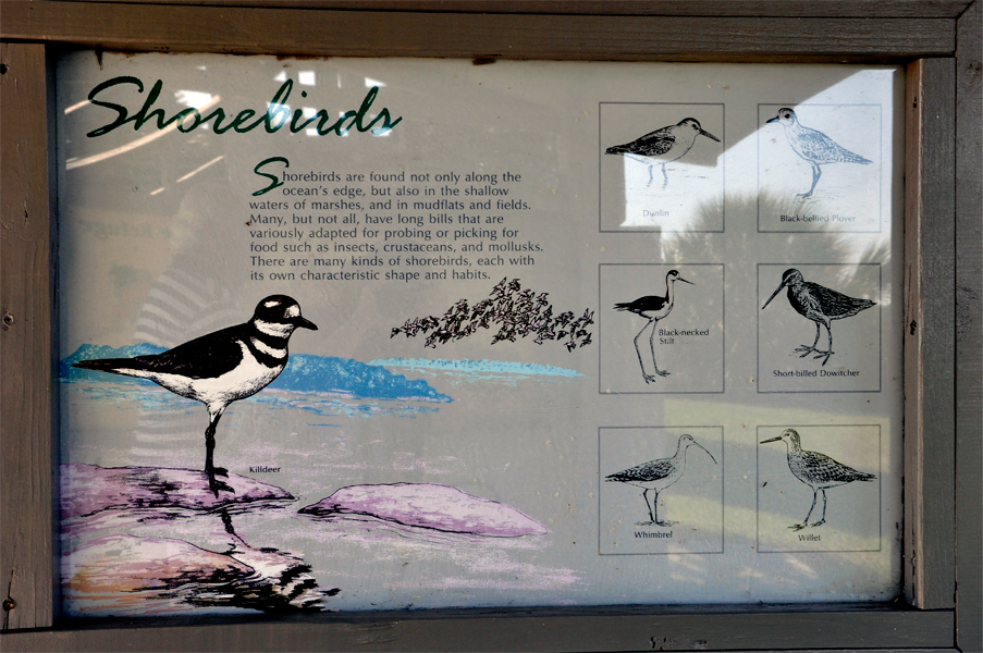 sign about shorebirds