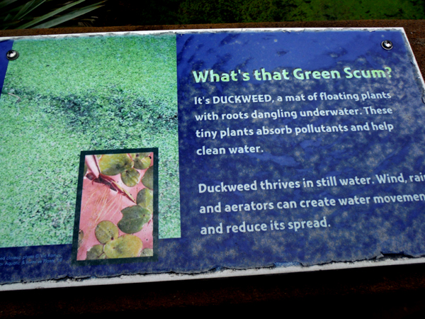sign describing green scum - duckweed
