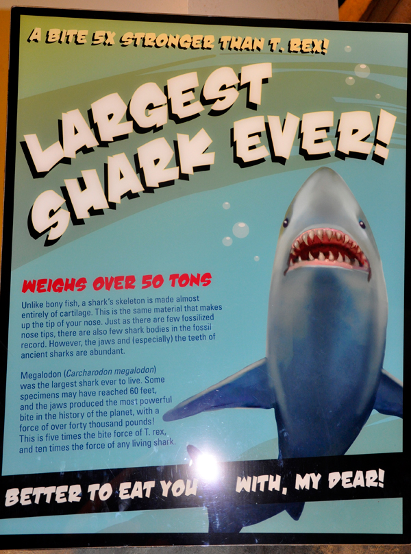sign about the largest shark ever
