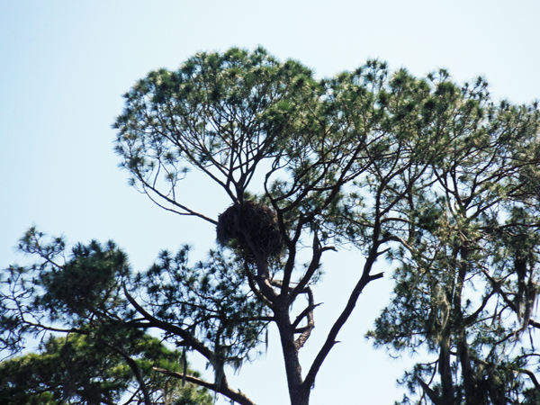 a bald eagle nest high up in a tree