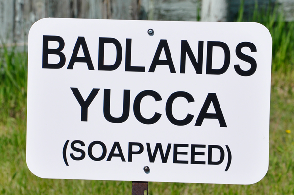 Badlands Yucca sign