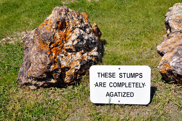 agatized stump