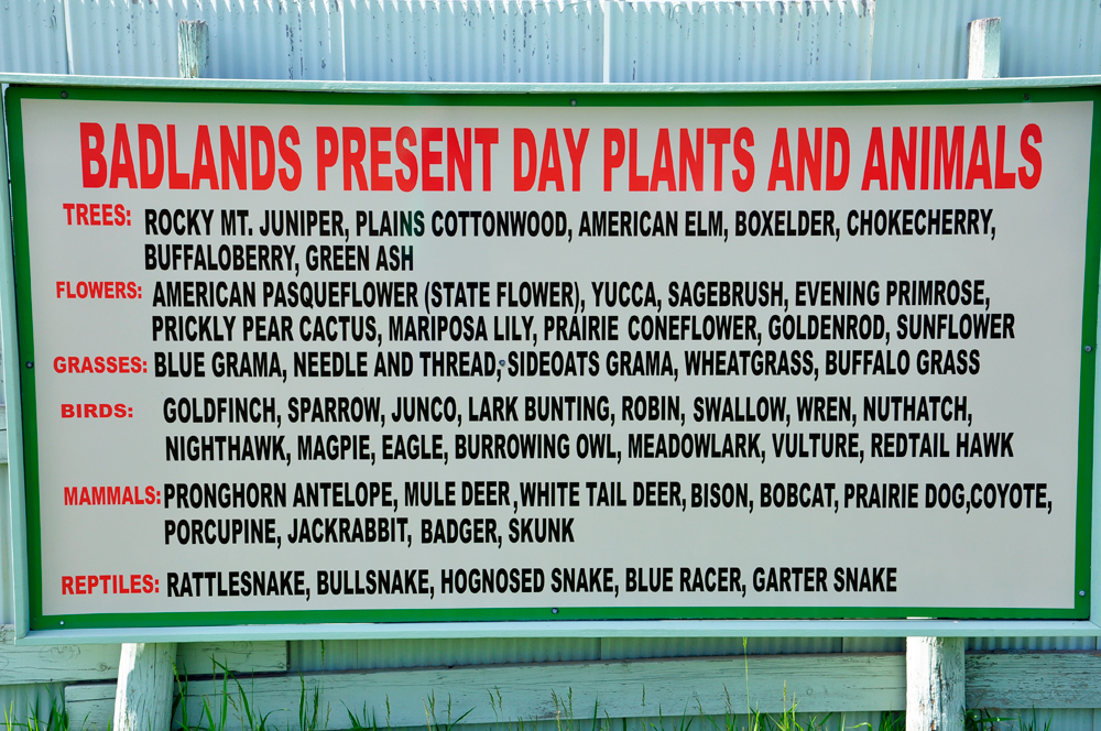 big sign about Badlands plants and animals