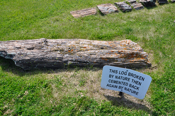 broken log