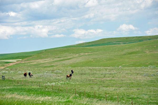 a lot of horses were seen in fields