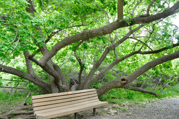 bench and tree