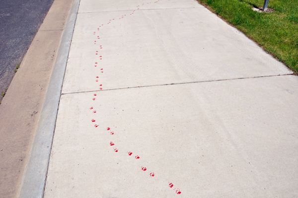 Critter marks embeded in the sidewalk