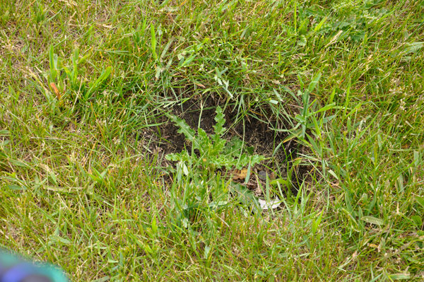 hole in grass