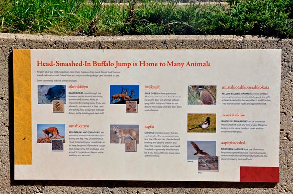 sign about animals at the Buffalo Jump