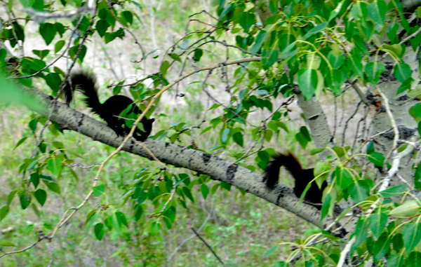 2 black squirrels