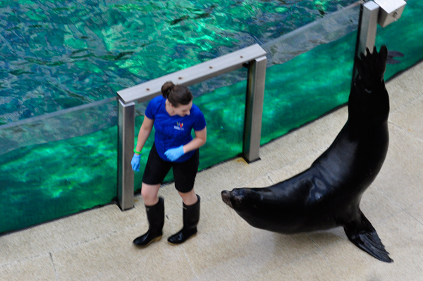 sea lion and trainer
