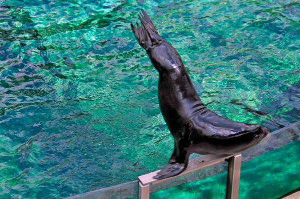 sea lion balancing act