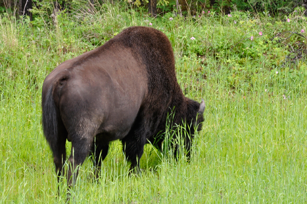 buffalo  butt